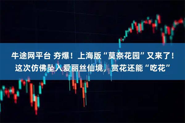 牛途网平台 夯爆！上海版“莫奈花园”又来了！这次仿佛坠入爱丽丝仙境，赏花还能“吃花”